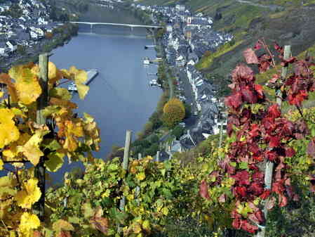 Efterår i Zell ved Mosel