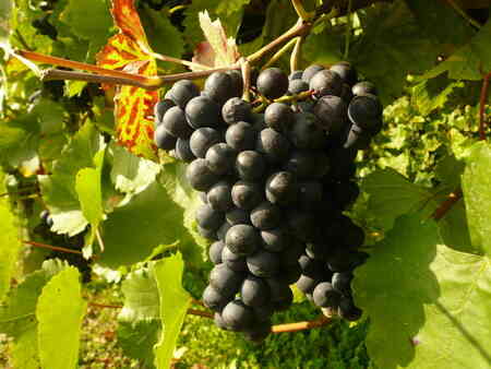 Vindruer fra Pfalz Vindruer fra Pfalz